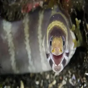 Barred Moray
