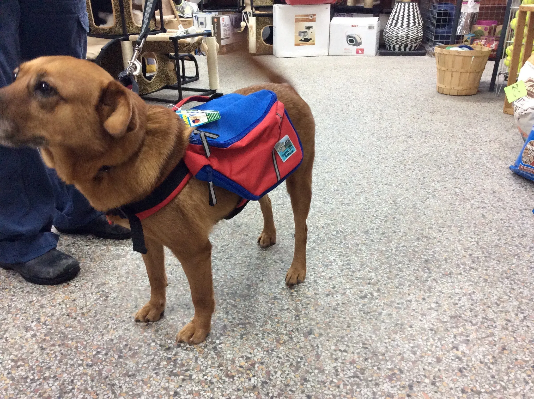 Doggles - Sierra - Backpack Medium SALE