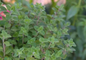 Marjoram - compact