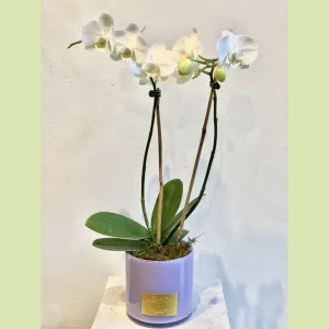Orchid White
