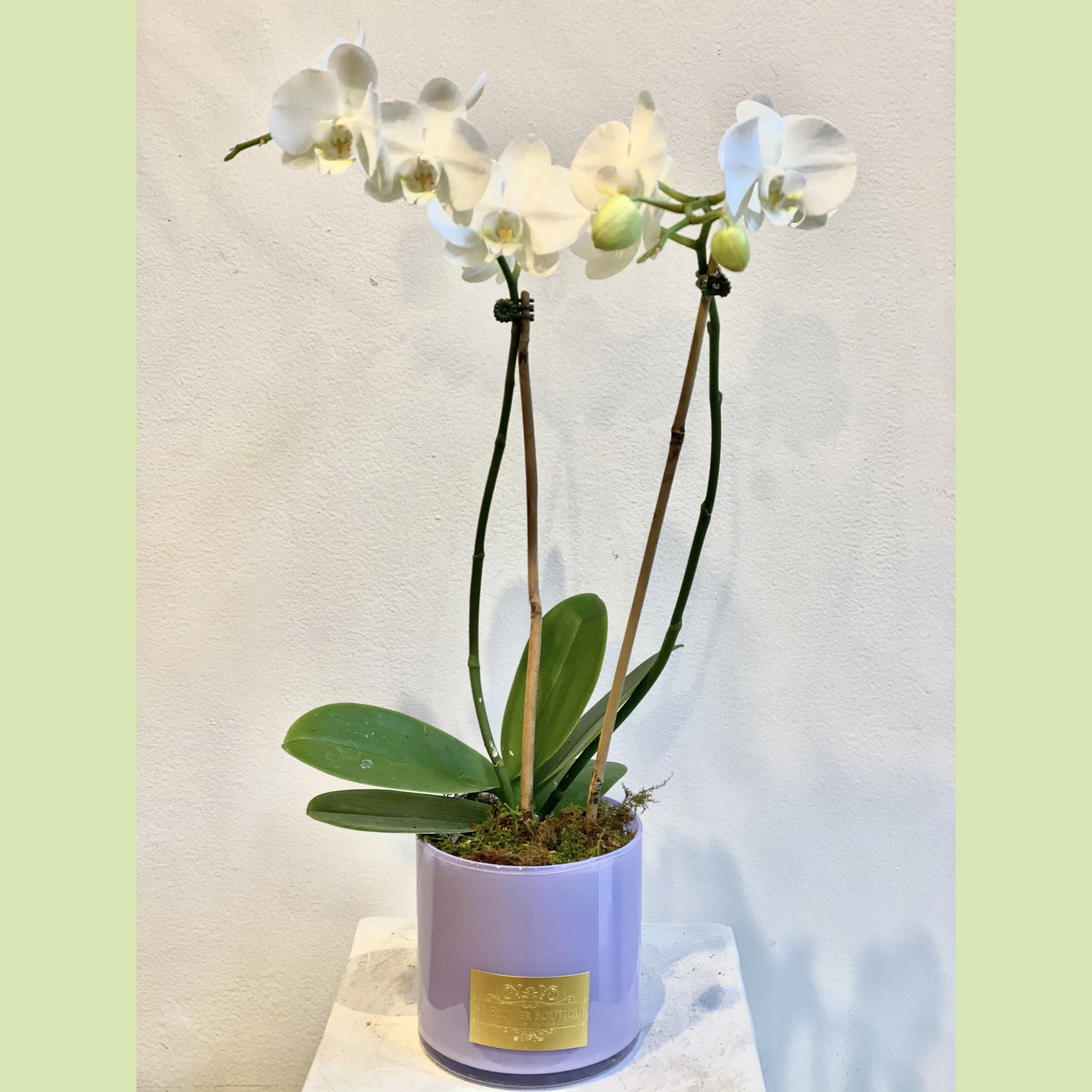 Orchid White