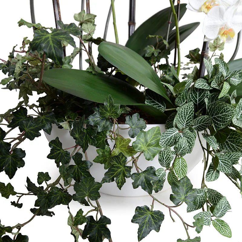 Phalaenopsis Orchid x5 w/Vines 32"H