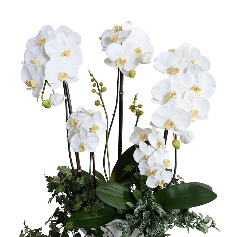 Phalaenopsis Orchid x5 w/Vines 32"H