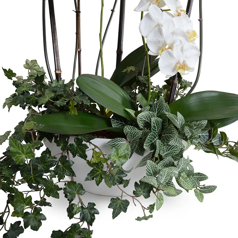 Phalaenopsis Orchid x5 w/Vines 32"H