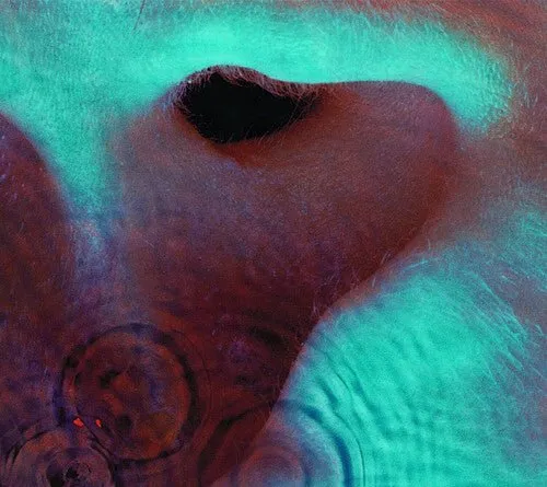Pink Floyd - Meddle  (New CD)