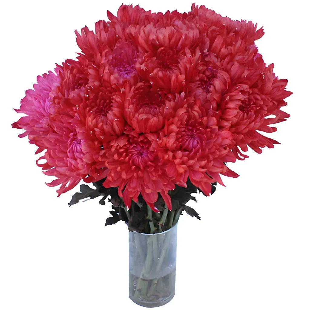 Red Cremon Mum Flowers