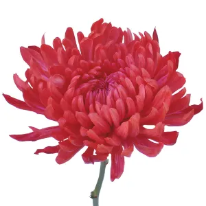 Red Cremon Mum Flowers