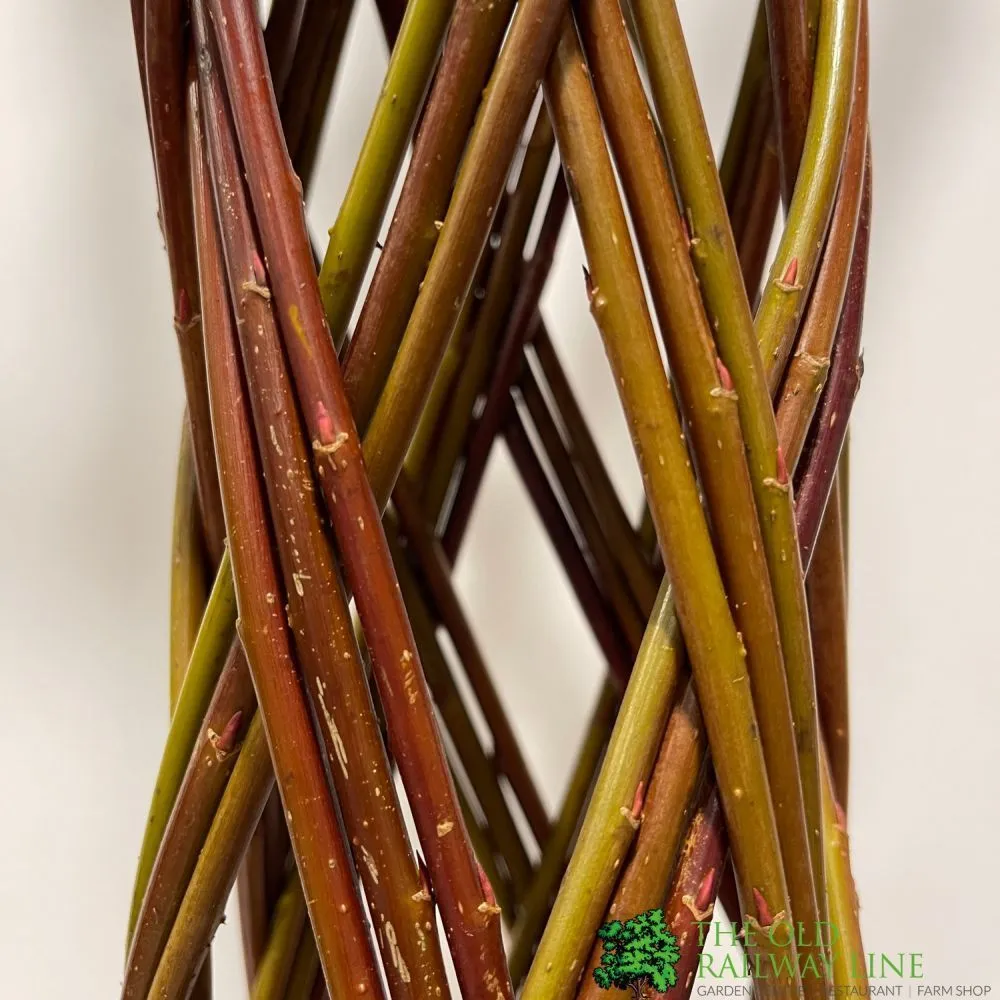 Salix Hybrid Living Braided Willow Sculpture Dark Stem 150cm 29cm pot (NL)