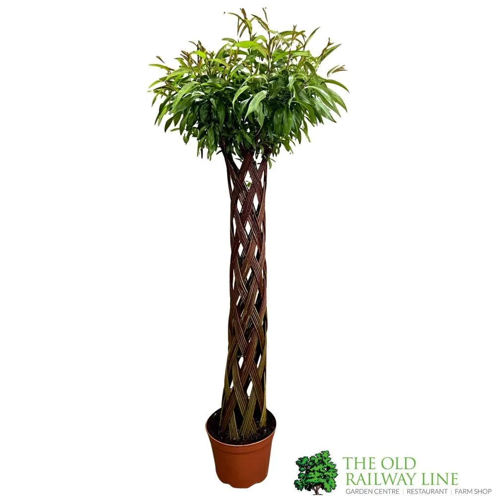 Salix Hybrid Living Braided Willow Sculpture Dark Stem 150cm 29cm pot (NL)