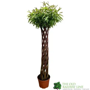 Salix Hybrid Living Braided Willow Sculpture Dark Stem 150cm 29cm pot (NL)