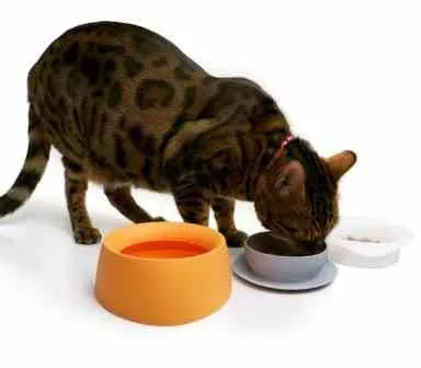 Yummy Travel Bowl System